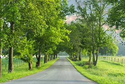 a country road surrounded by grass and trees